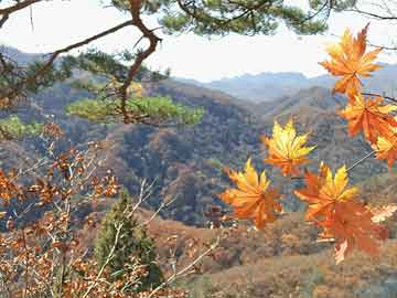 宠物购买狗狗打胎药打胎药能放水里吗（打胎药放在水里煮后还有药效吗）